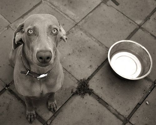 Boomerang's Pet Foodbank