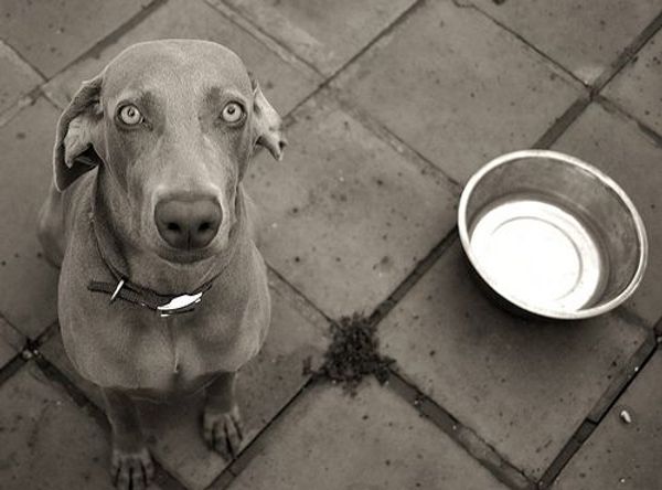 Boomerang's Pet Foodbank