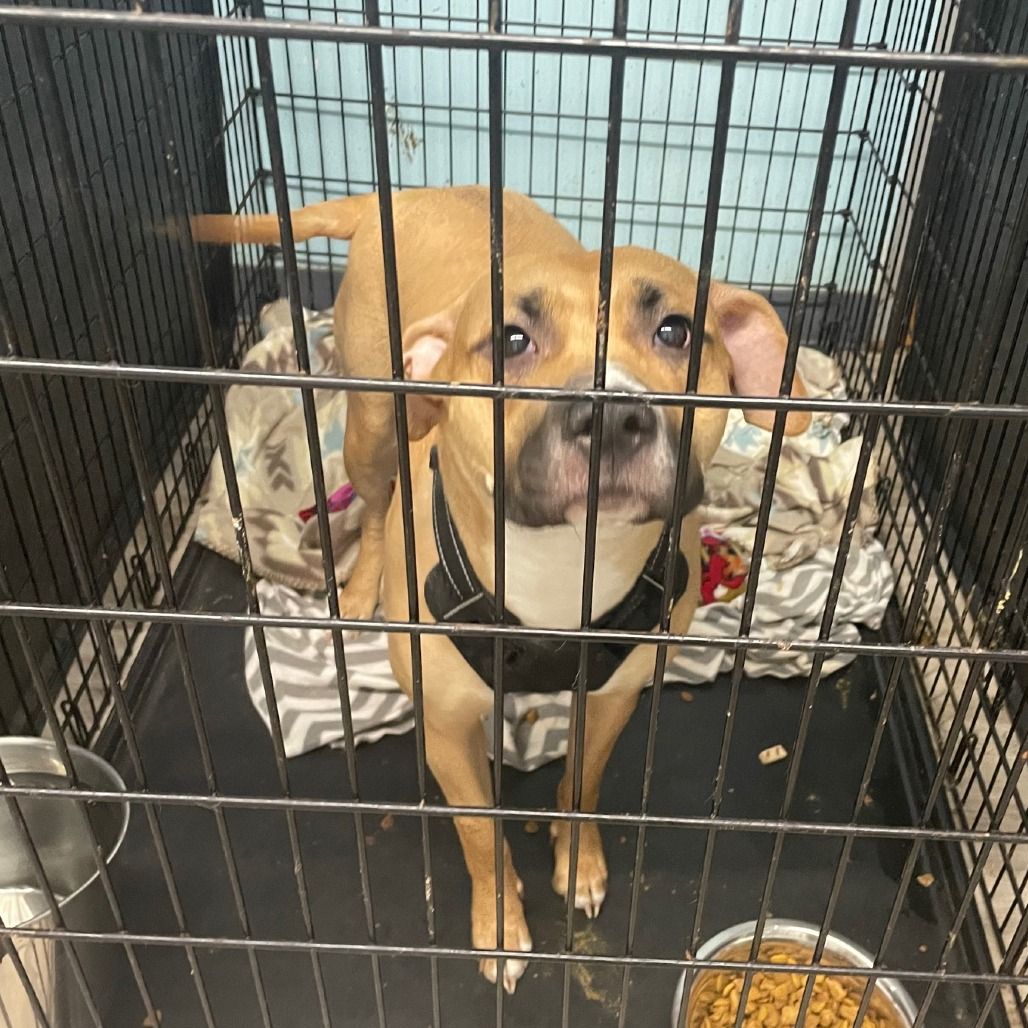 Center for Animal Rescue & Enrichment of St. Louis