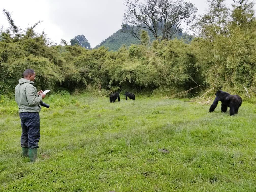 Mountain Gorilla Conservation Society of Canada