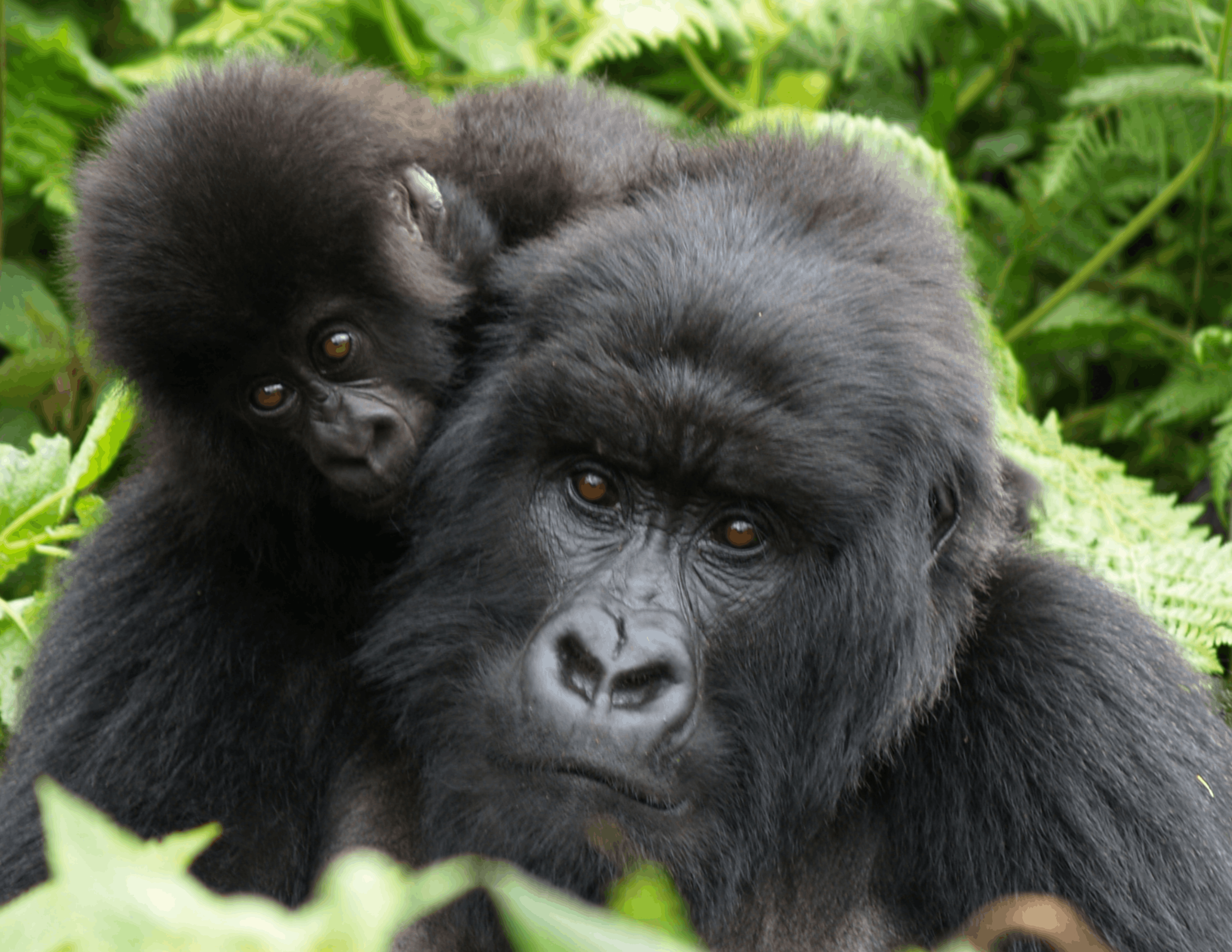 Mountain Gorilla Conservation Society of Canada