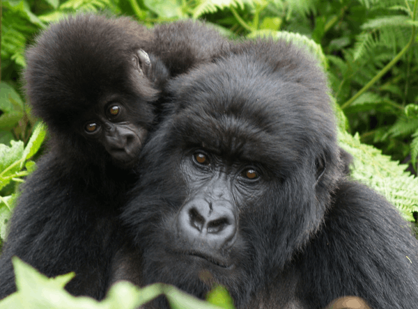 Mountain Gorilla Conservation Society of Canada