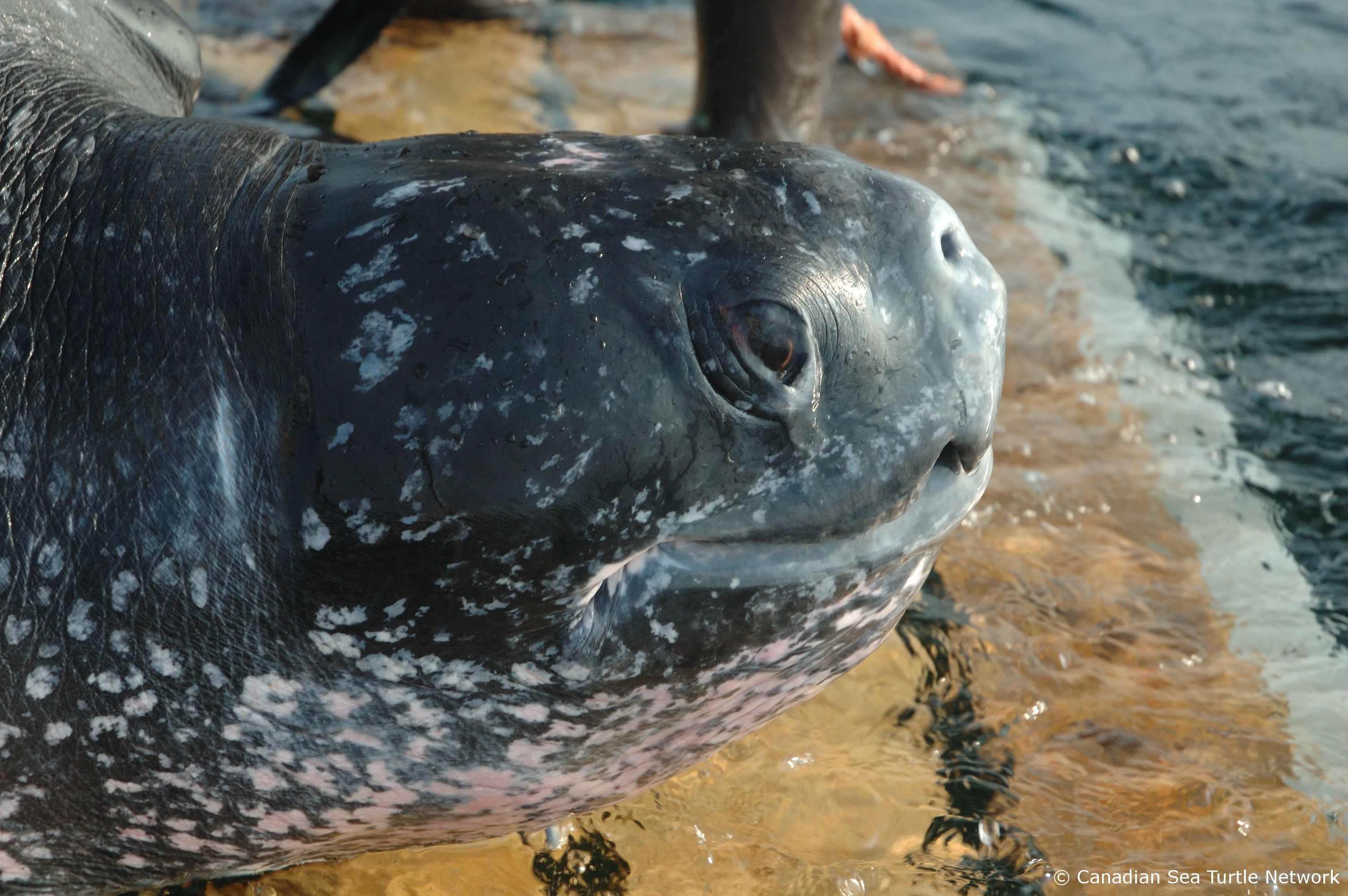 Canadian Sea Turtle Network