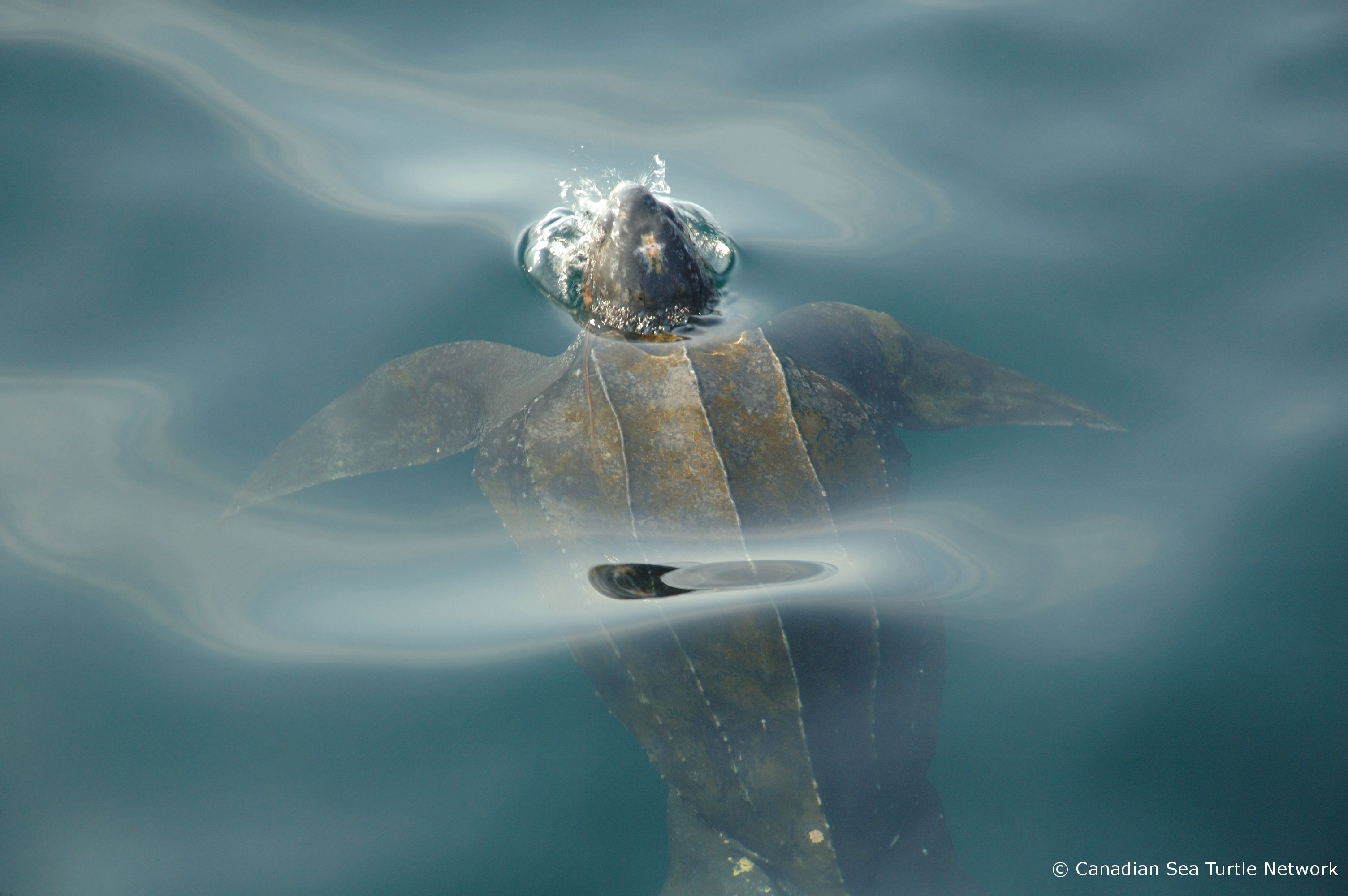 Canadian Sea Turtle Network