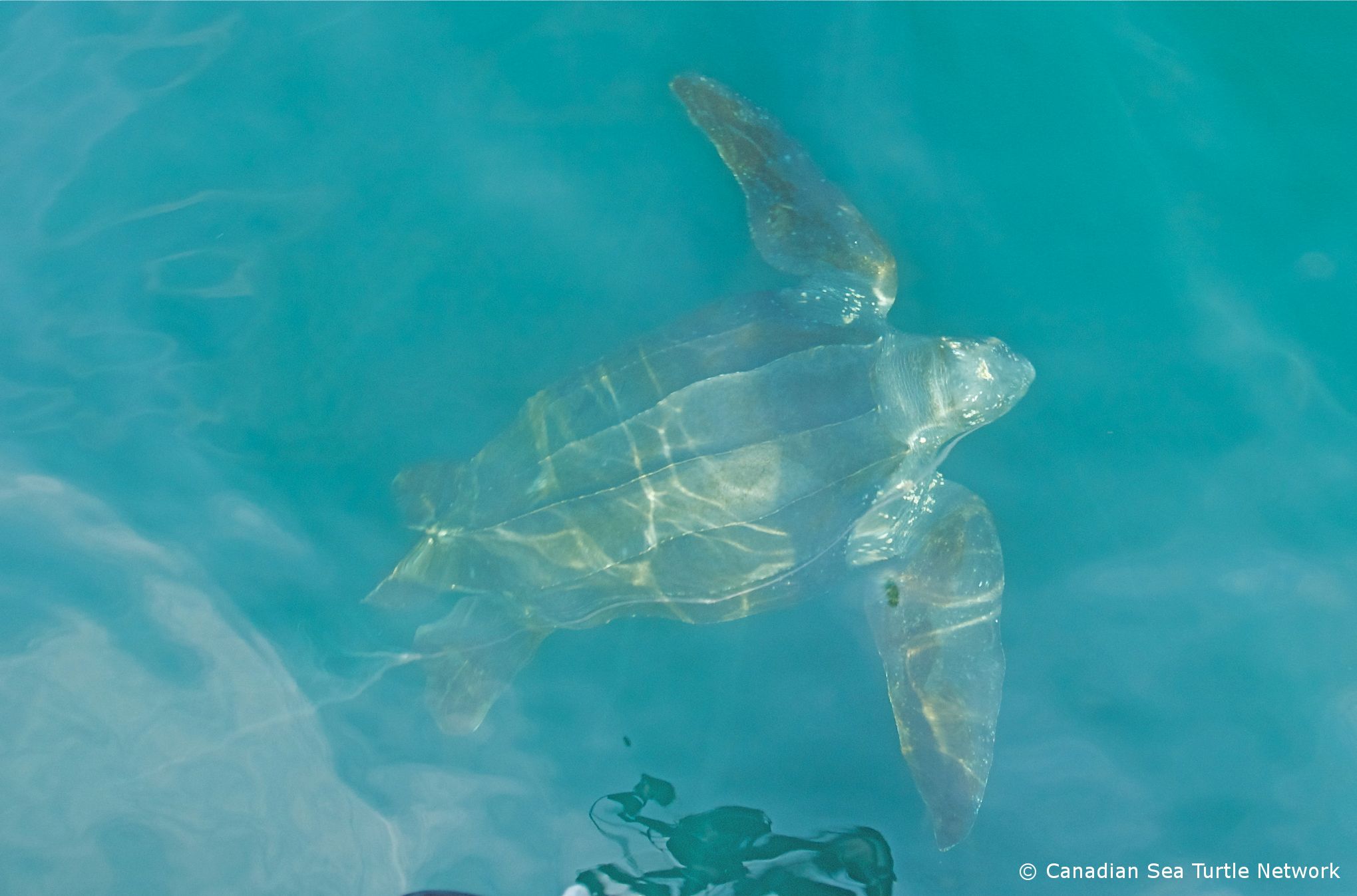 Canadian Sea Turtle Network