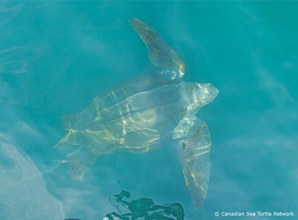 Canadian Sea Turtle Network