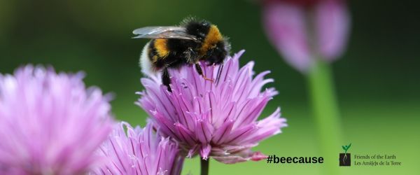 Friends of the Earth Canada