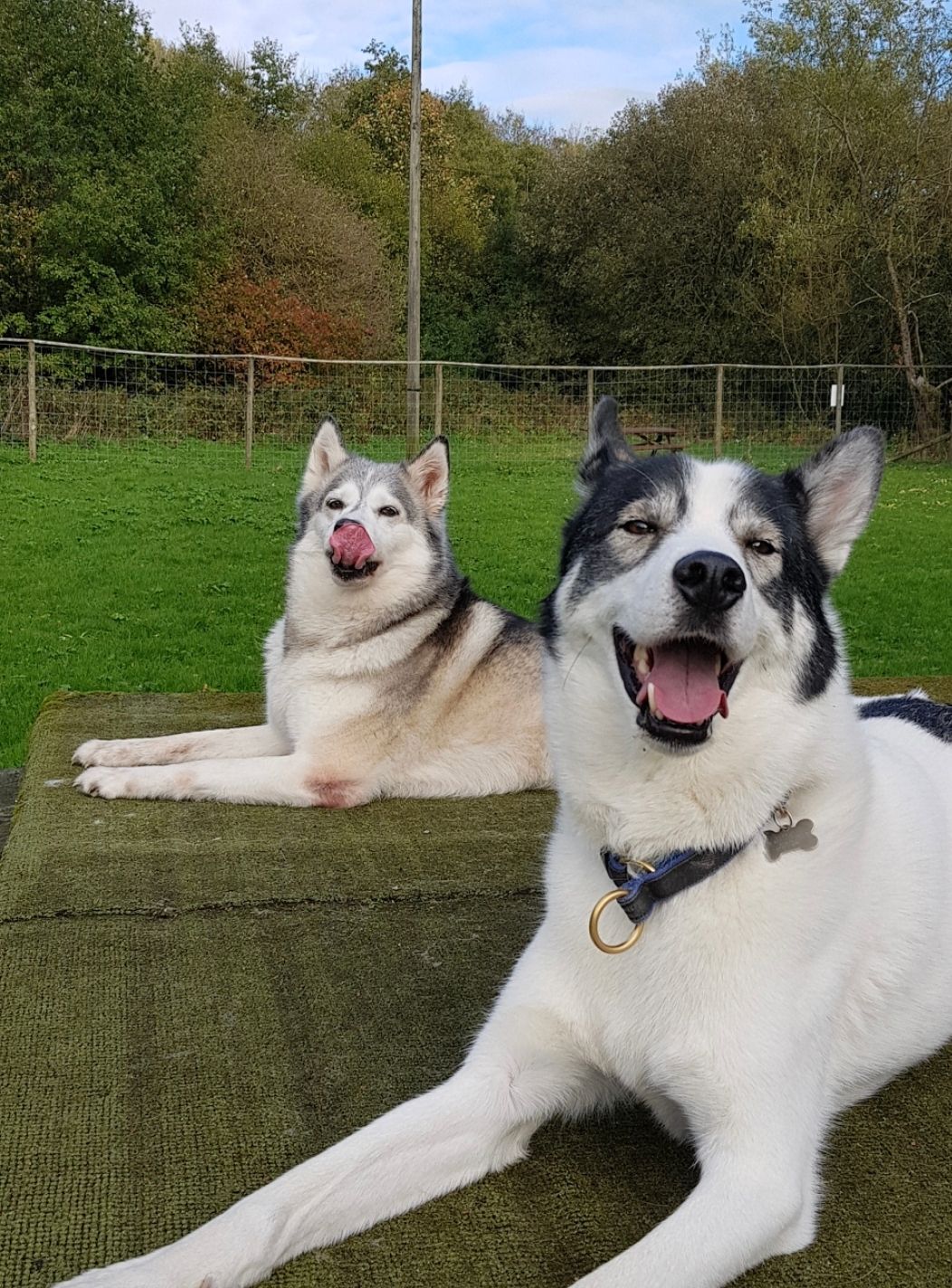 Sibes and Sled Dogs Husky Welfare Ltd