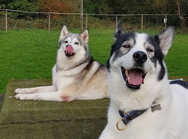 Sibes and Sled Dogs Husky Welfare Ltd