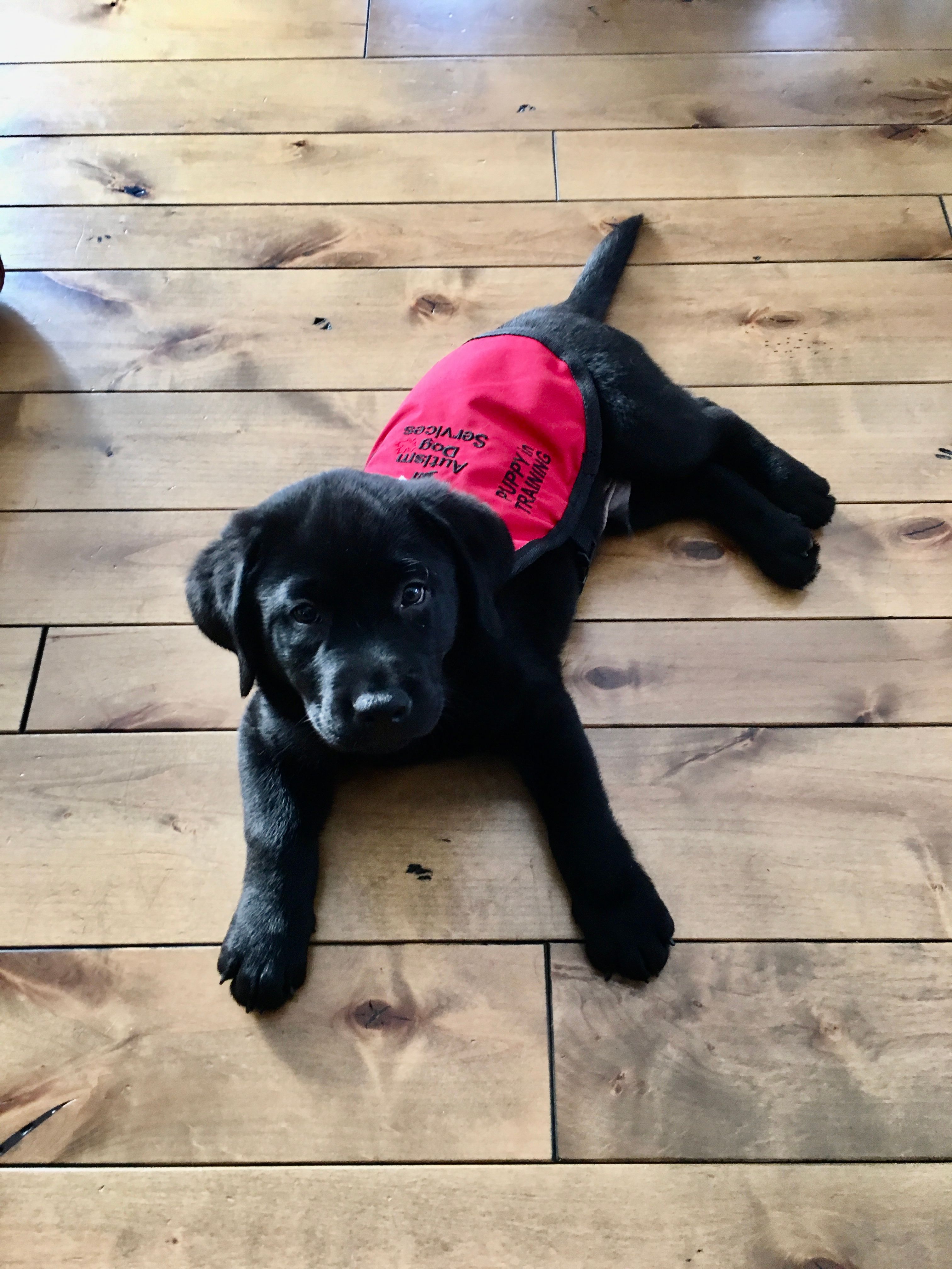 Autism Dog Services Inc.