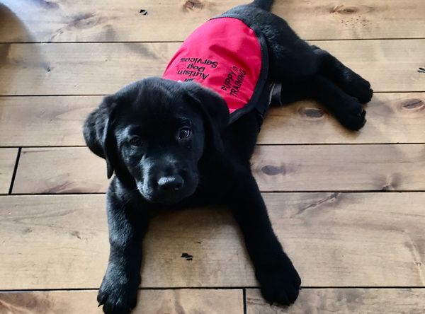 Autism Dog Services Inc.