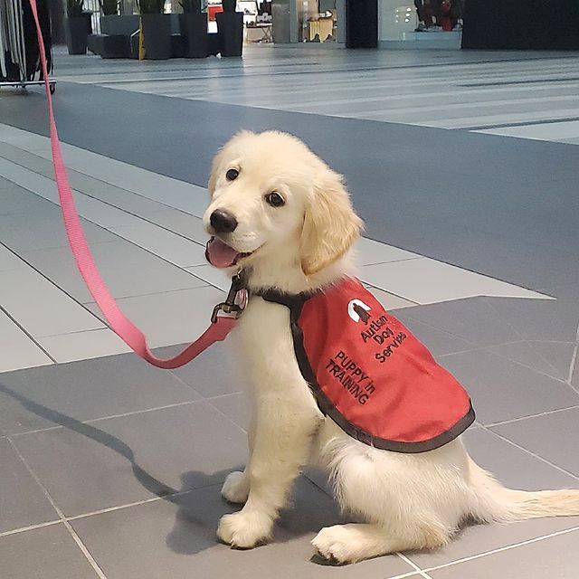 Autism Dog Services Inc.