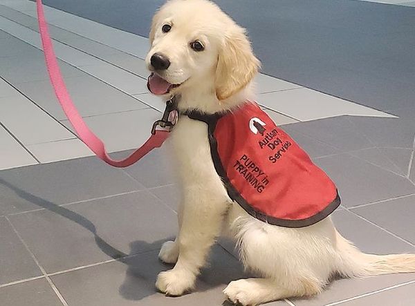 Autism Dog Services Inc.