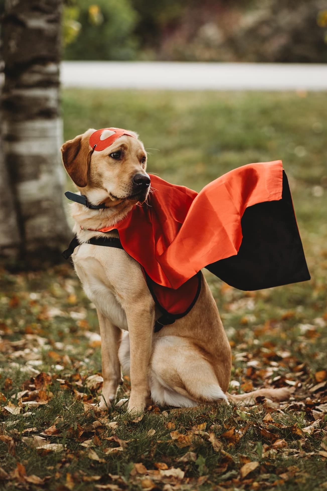 Autism Dog Services Inc.