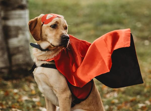 Autism Dog Services Inc.