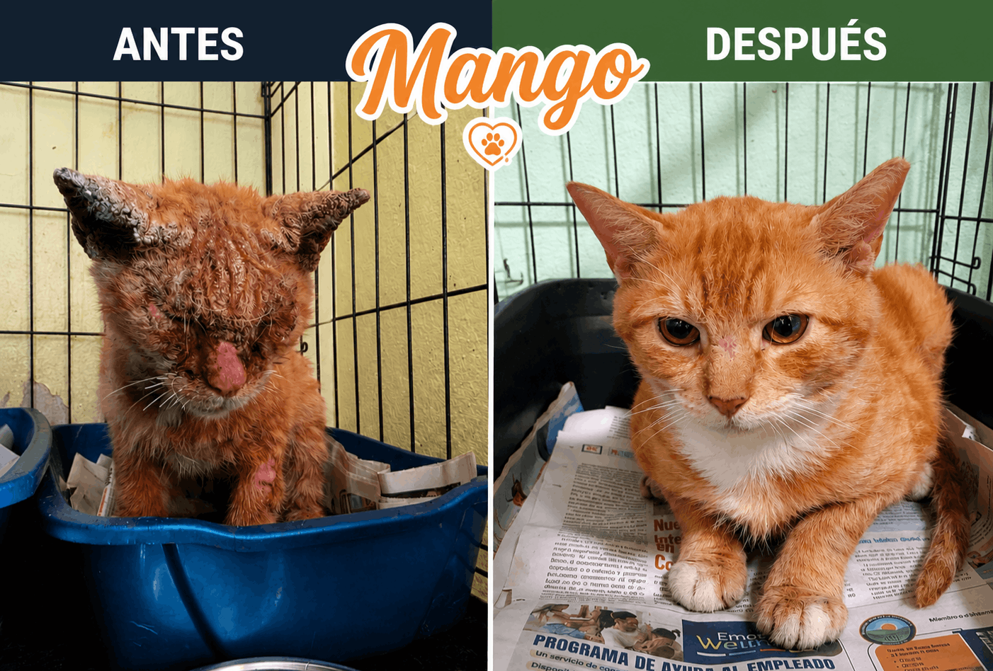 Save a Gato, Inc