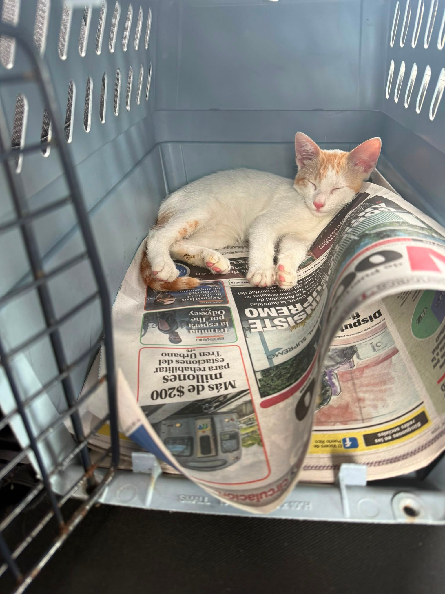 Save a Gato, Inc