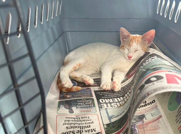 Save a Gato, Inc