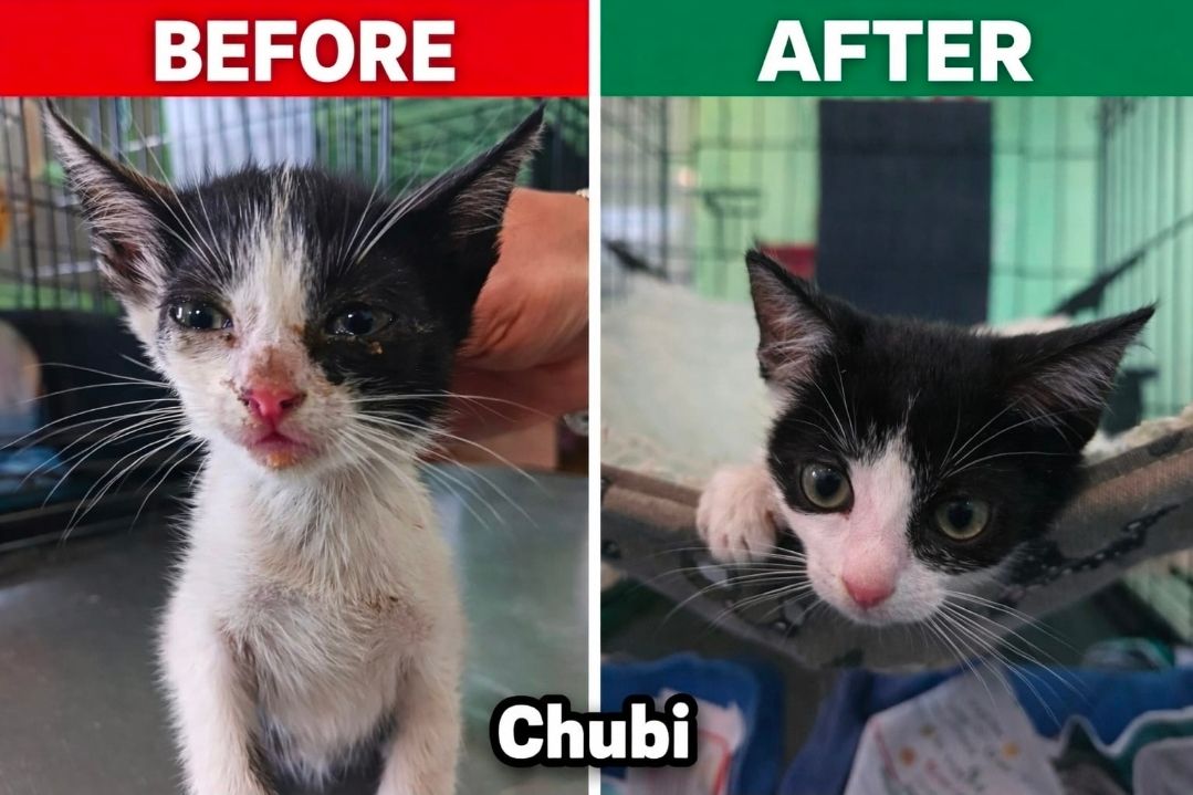 Save a Gato, Inc