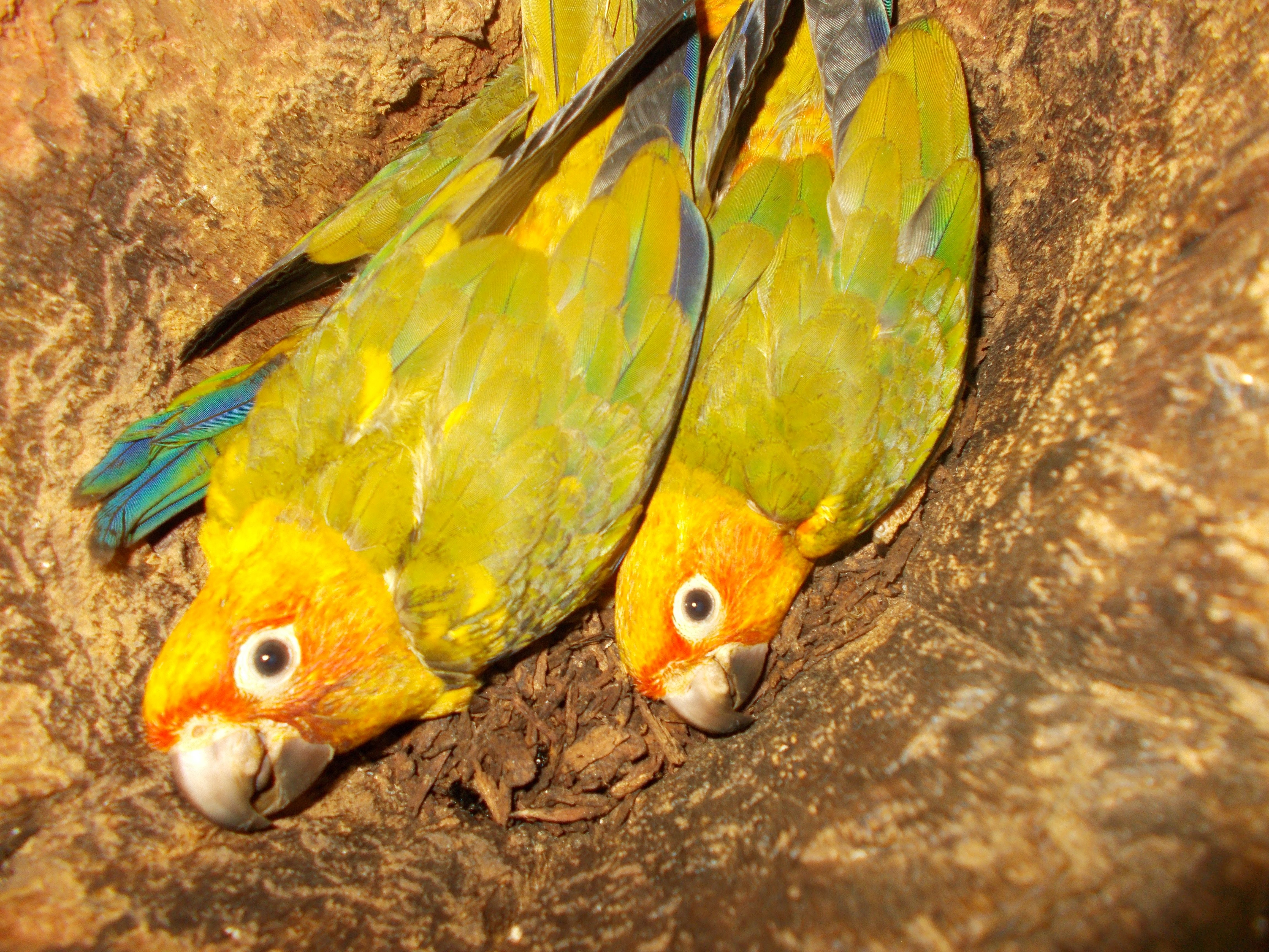 One Earth Conservation