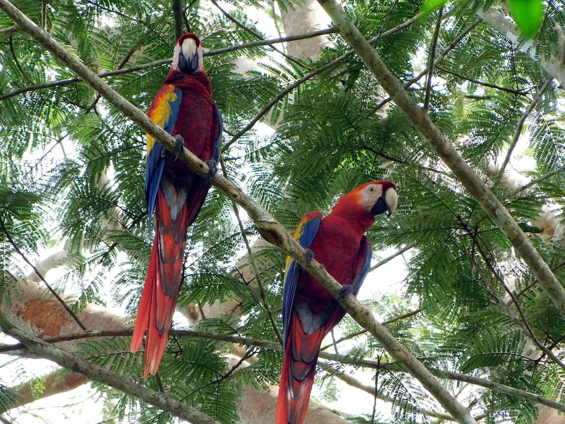 One Earth Conservation