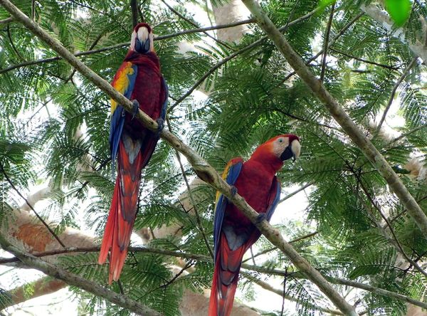 One Earth Conservation