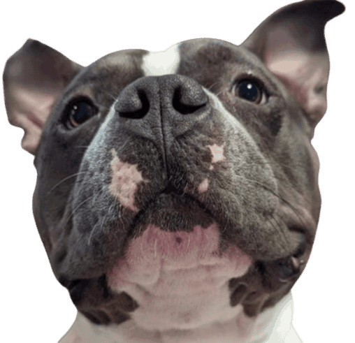 Save-A-Bull