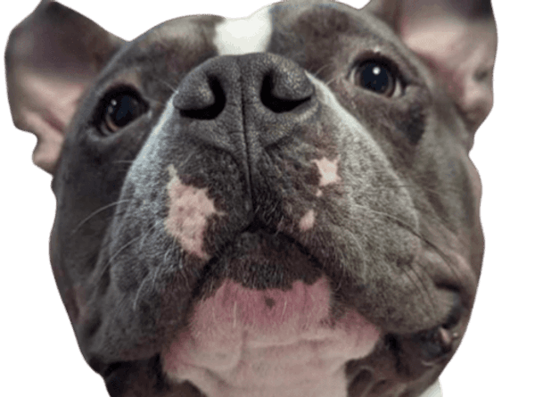 Save-A-Bull