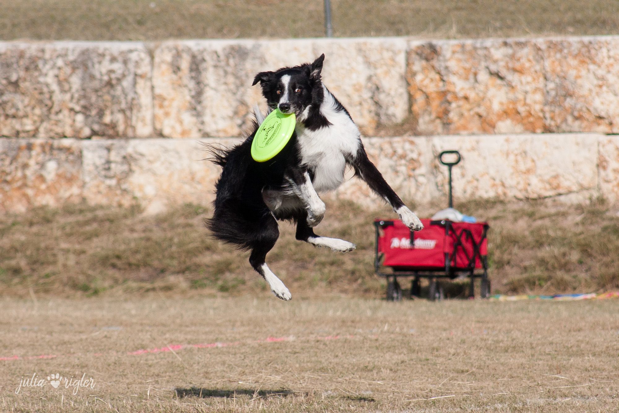 Border Collie Save and Rescue, Inc.