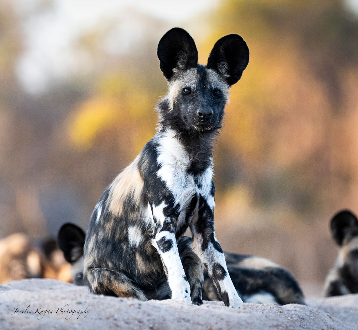 Bushlife Conservancy