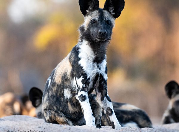 Bushlife Conservancy