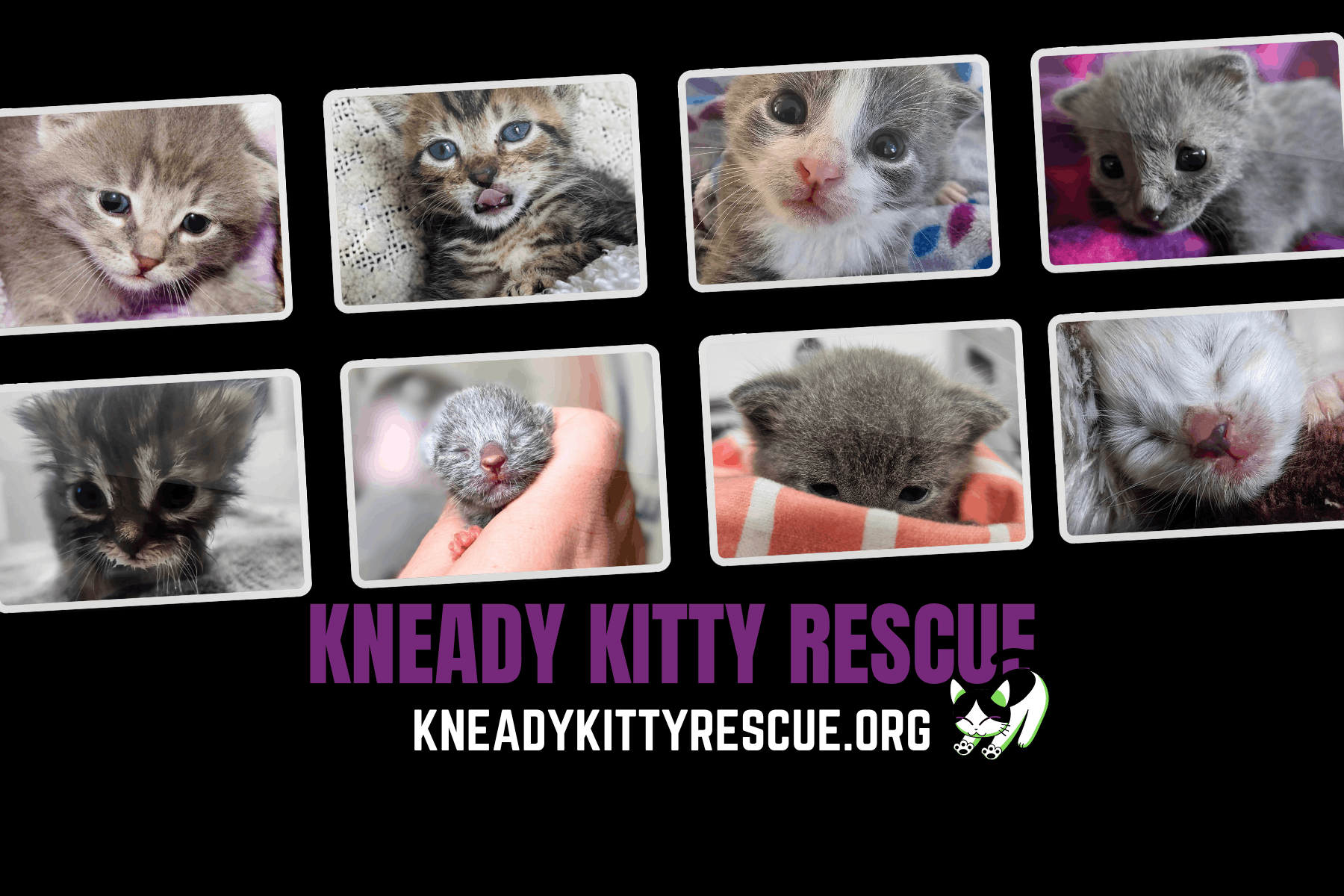 Kneady Kitty Rescue