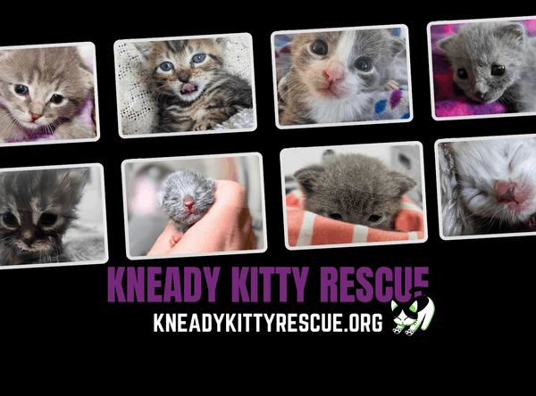 Kneady Kitty Rescue