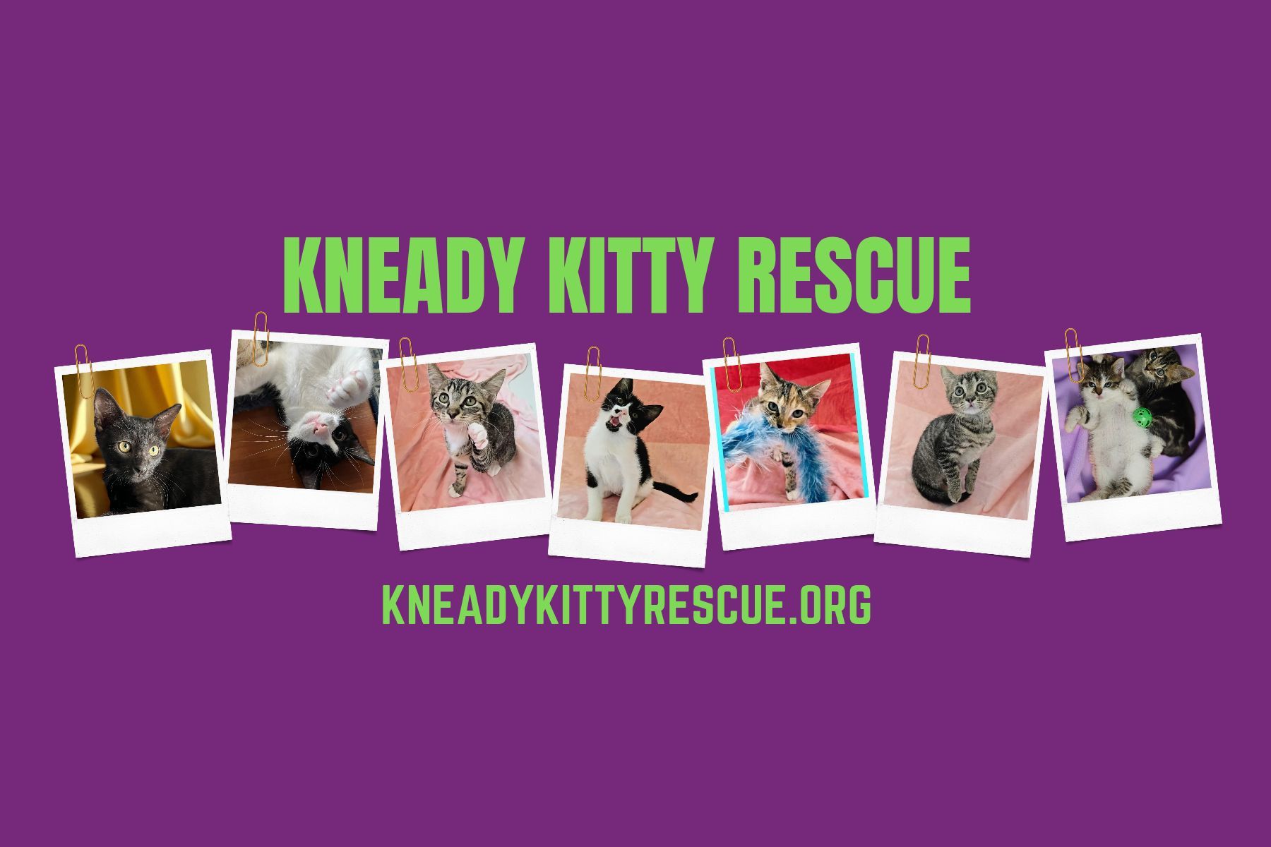 Kneady Kitty Rescue