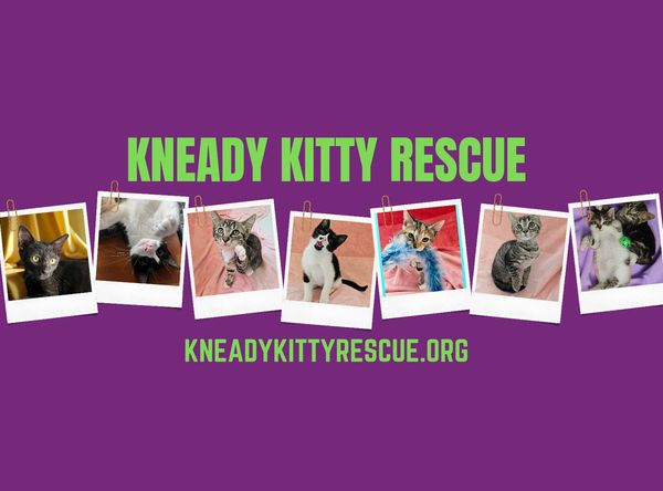 Kneady Kitty Rescue