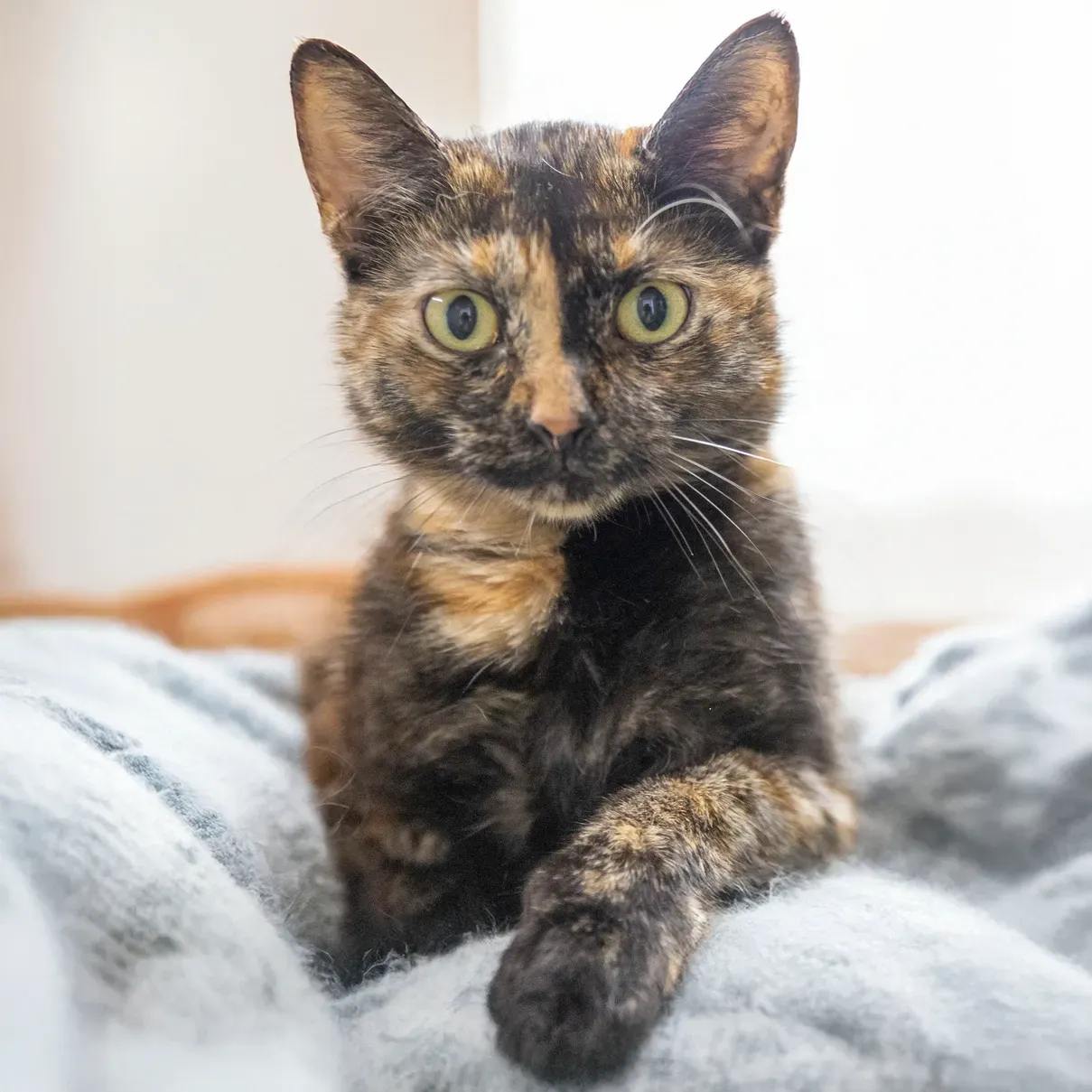 White River Humane Society