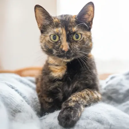 White River Humane Society