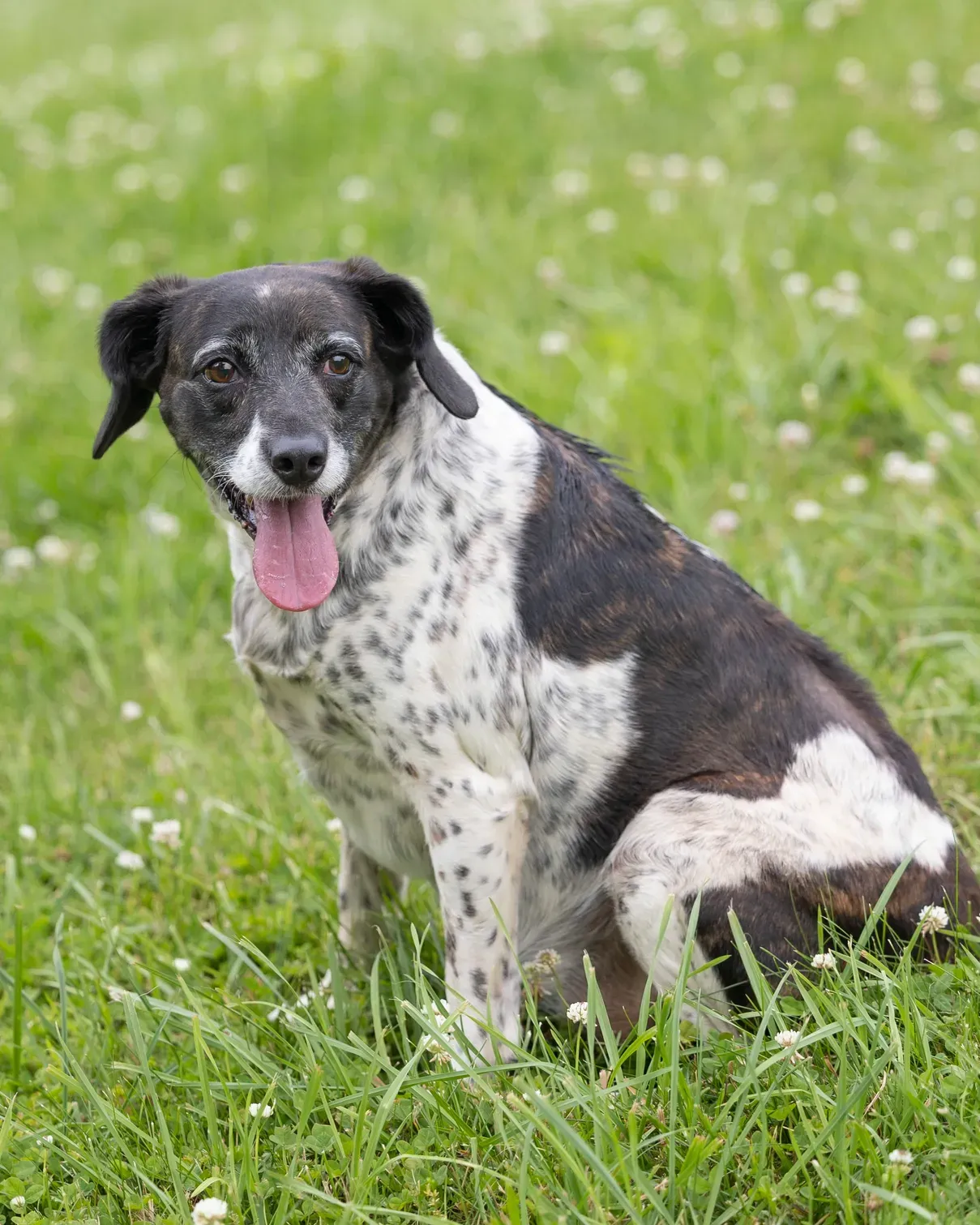 White River Humane Society