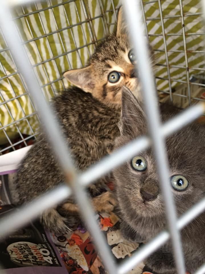 Main Street Cats Inc