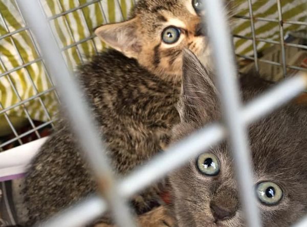 Main Street Cats Inc