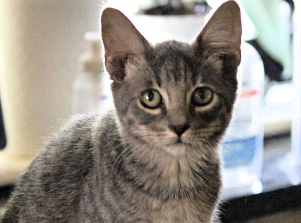 San Saba County Friends of Animals