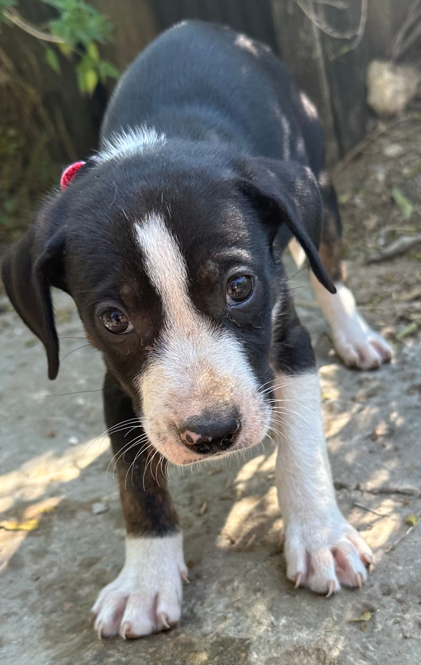 San Saba County Friends of Animals