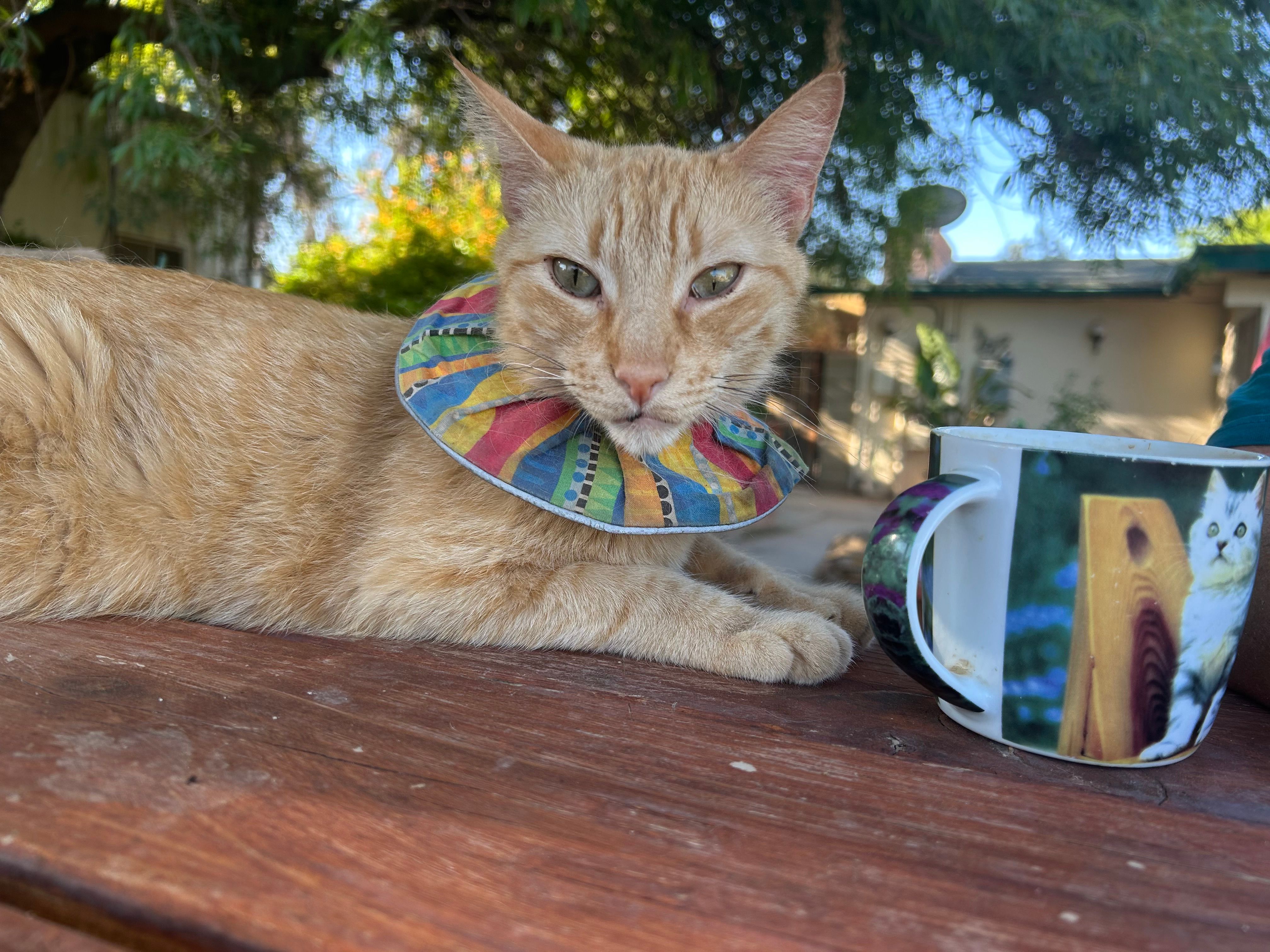 Goats with Horns Animal Sanctuary