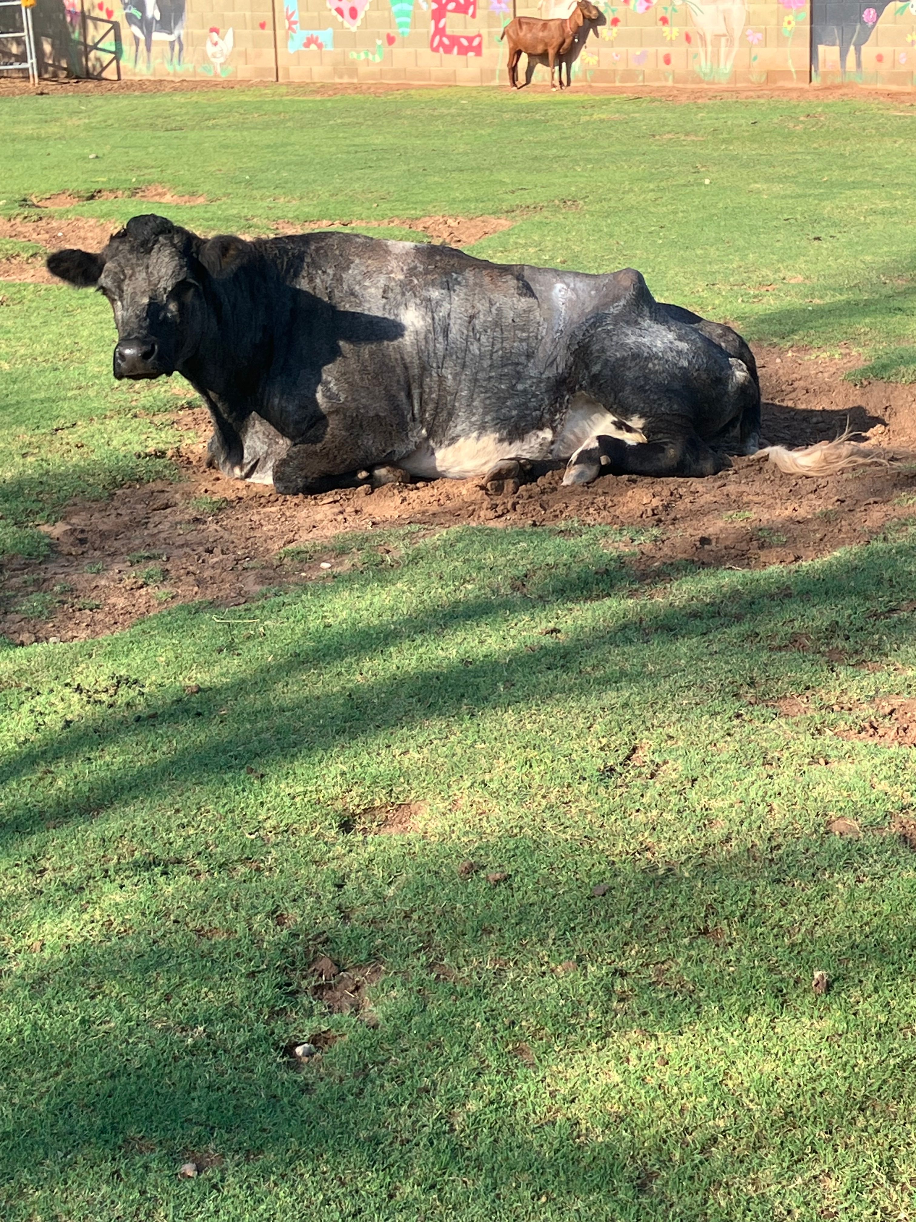 Goats with Horns Animal Sanctuary