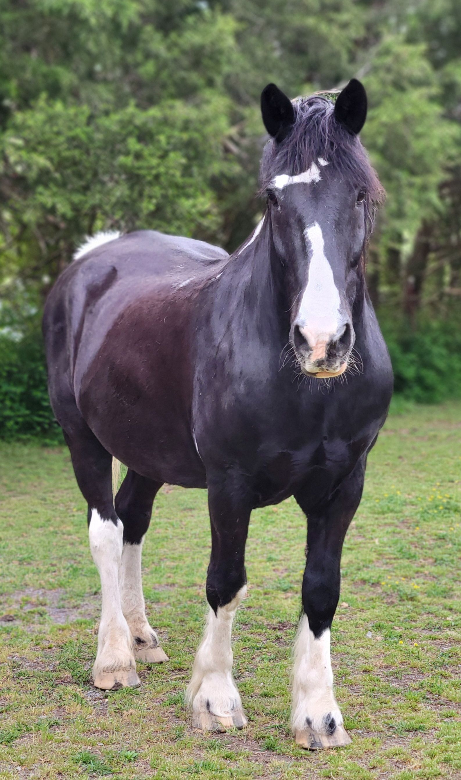 Ferrell Hollow Farm Senior Horse & Cat Sanctuary