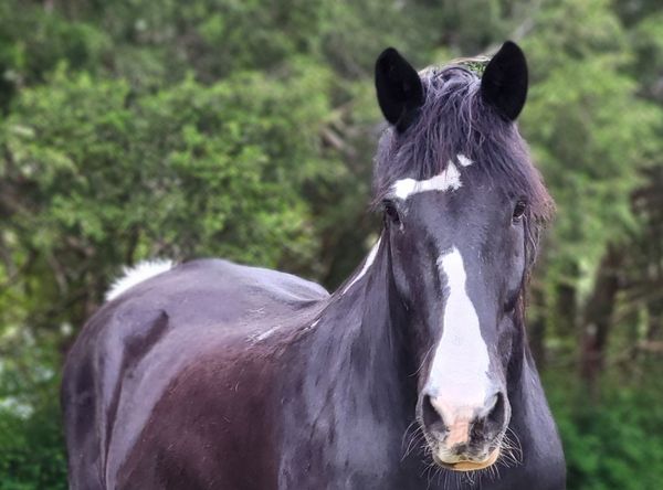 Ferrell Hollow Farm Senior Horse & Cat Sanctuary