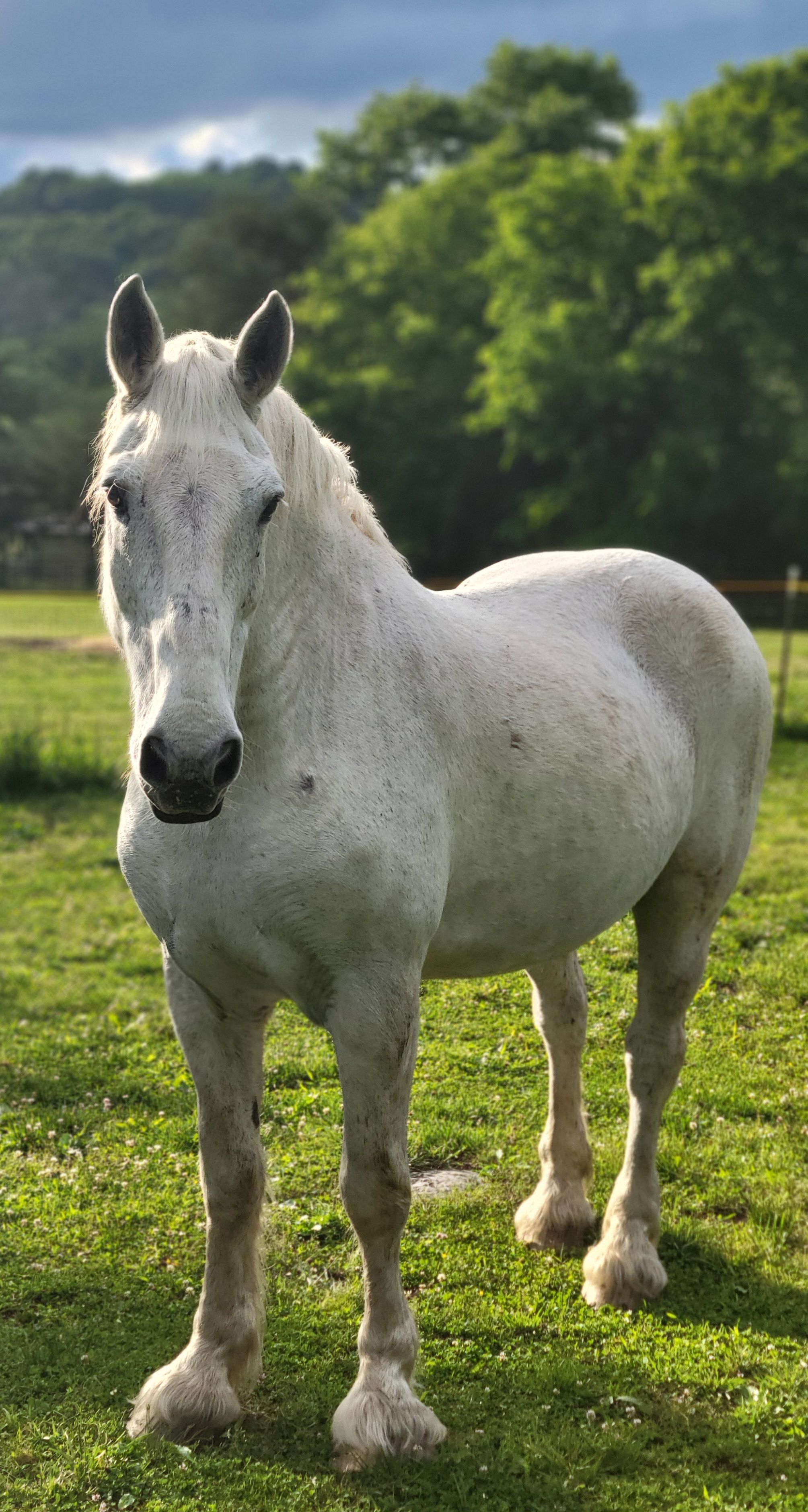 Ferrell Hollow Farm Senior Horse & Cat Sanctuary