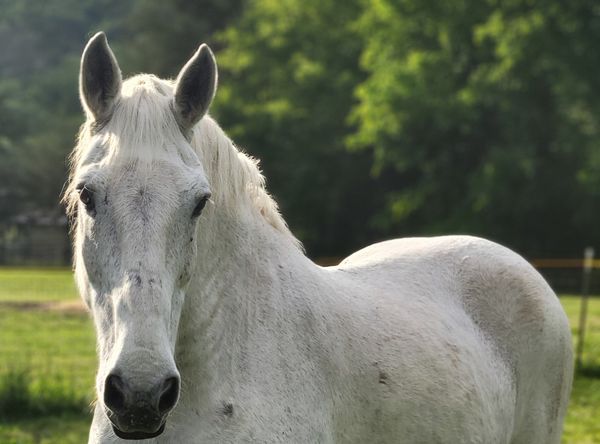 Ferrell Hollow Farm Senior Horse & Cat Sanctuary