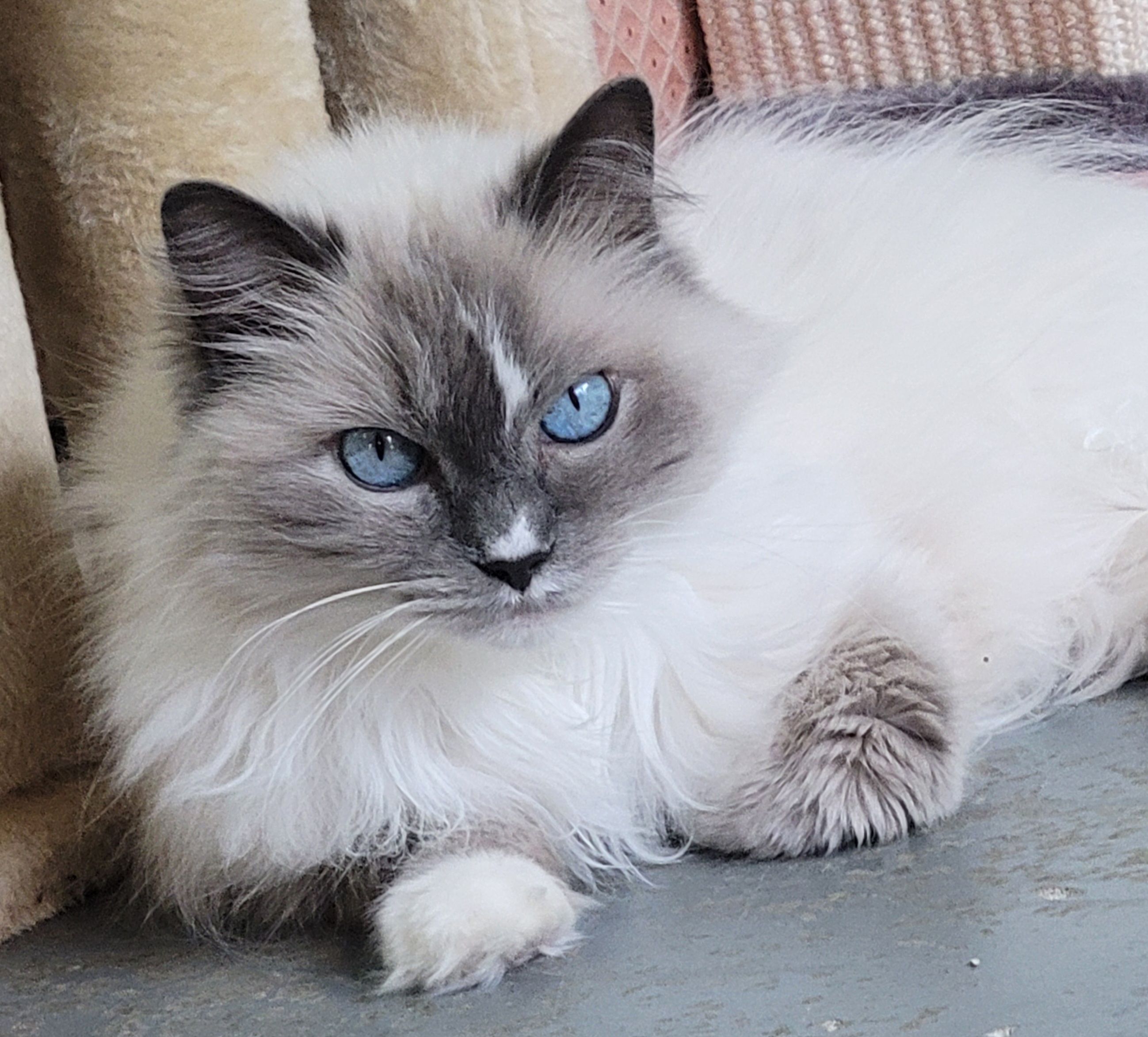 Ferrell Hollow Farm Senior Horse & Cat Sanctuary