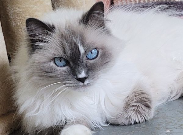 Ferrell Hollow Farm Senior Horse & Cat Sanctuary